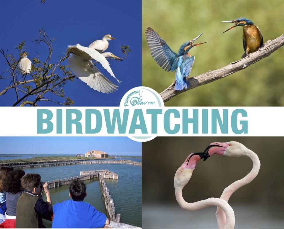 Banner birdwatching