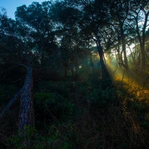 Pineta Parco I Maggio