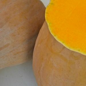 Zucca violina