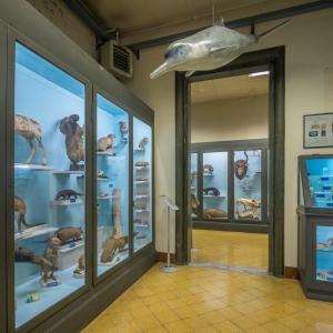 Museo di Storia Naturale Ferrara