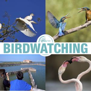 Banner birdwatching